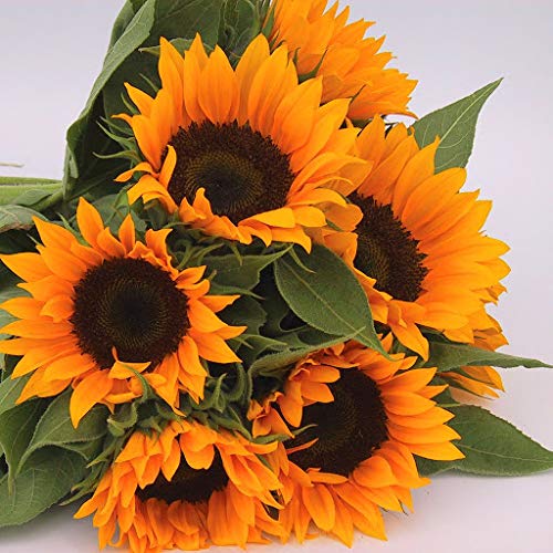 Elwyn Fresh 50 pcs Orange Sunflower Seeds for Planting - Grow Beautiful Flowers for Garden, Landscaping & Home Decor
