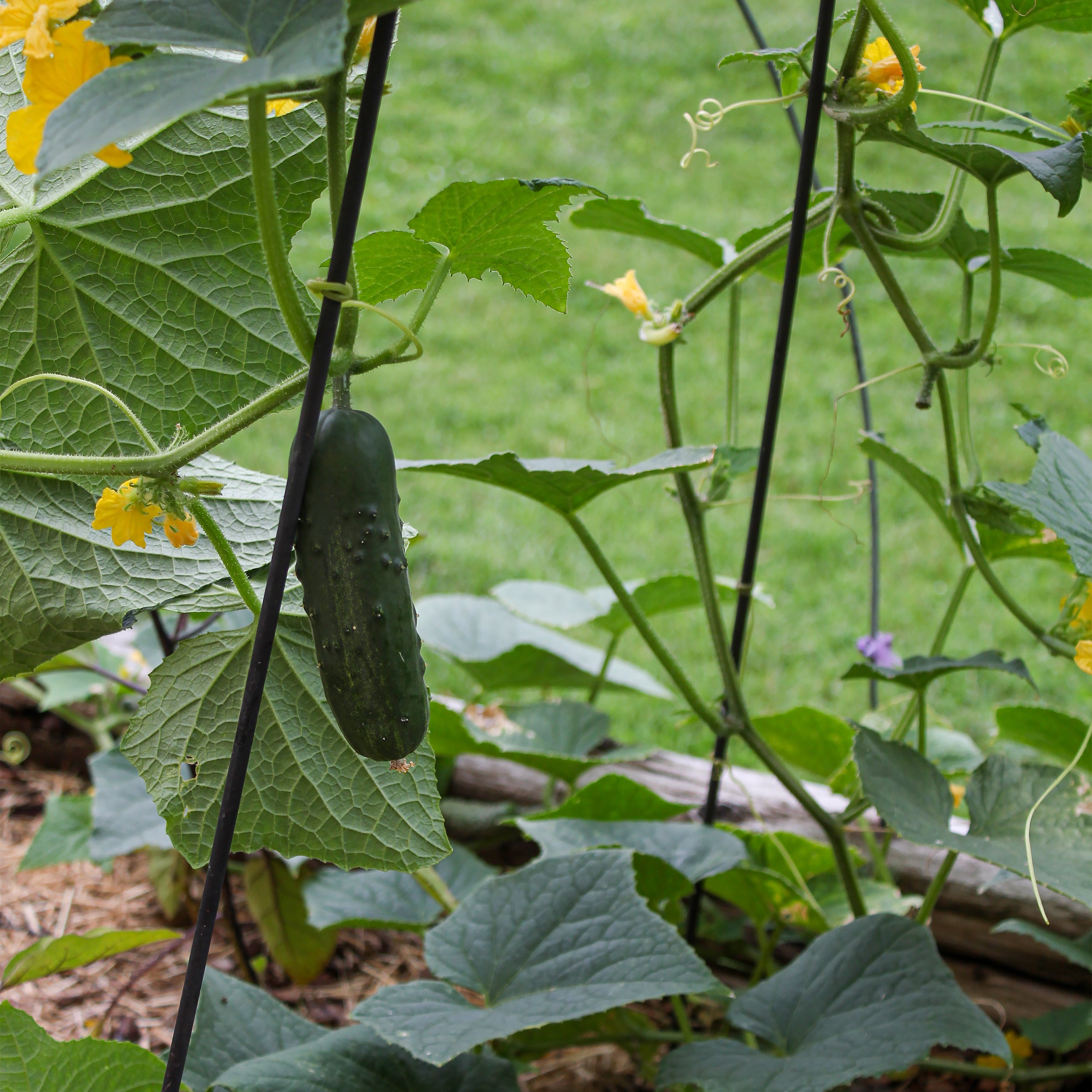 Fleur De Lis Garden Trellises - Elegant Metal Vine Support for Climbing Plants, Roses & Flowers | Perfect for Outdoor Gardens, Patios & Backyard Decor