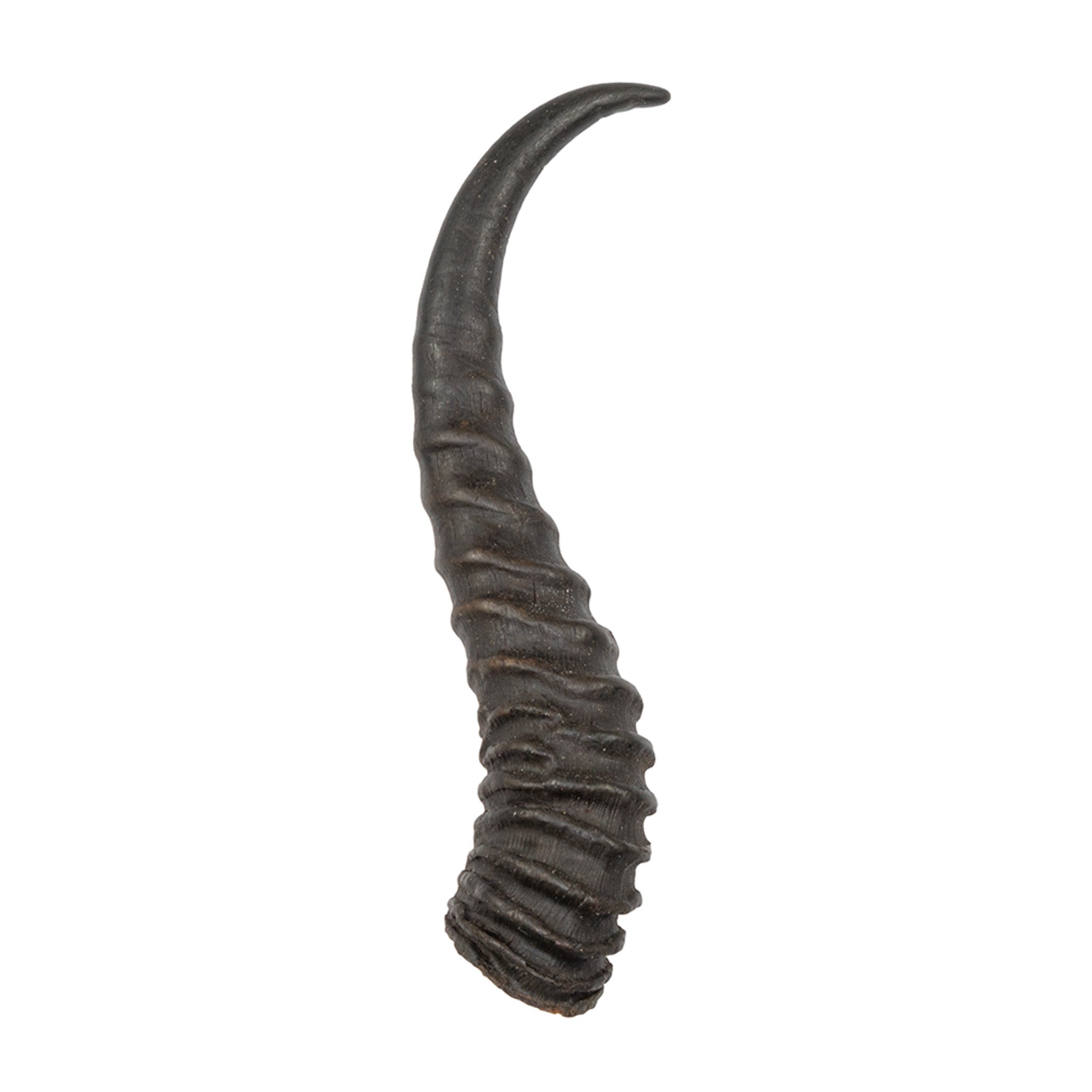 Authentic Springbok Horn - Genuine African Antelope Horn for Home Decor, Crafts & Jewelry Making - Perfect for DIY Projects, Wall Art & Unique Gifts