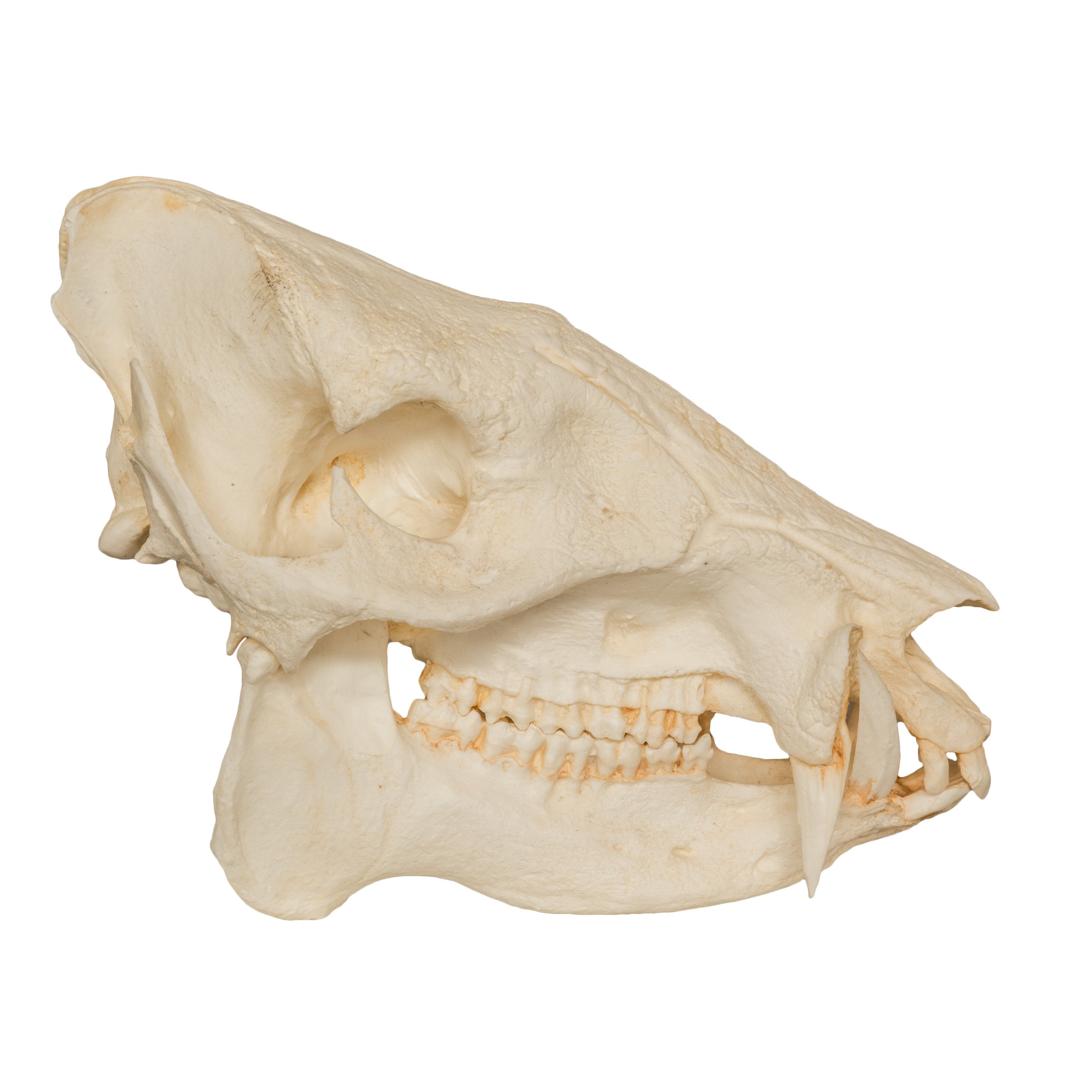 Authentic Replica Peccary Skull - High-Quality Animal Skull Model for Home Decor, Halloween Props, and Educational Use