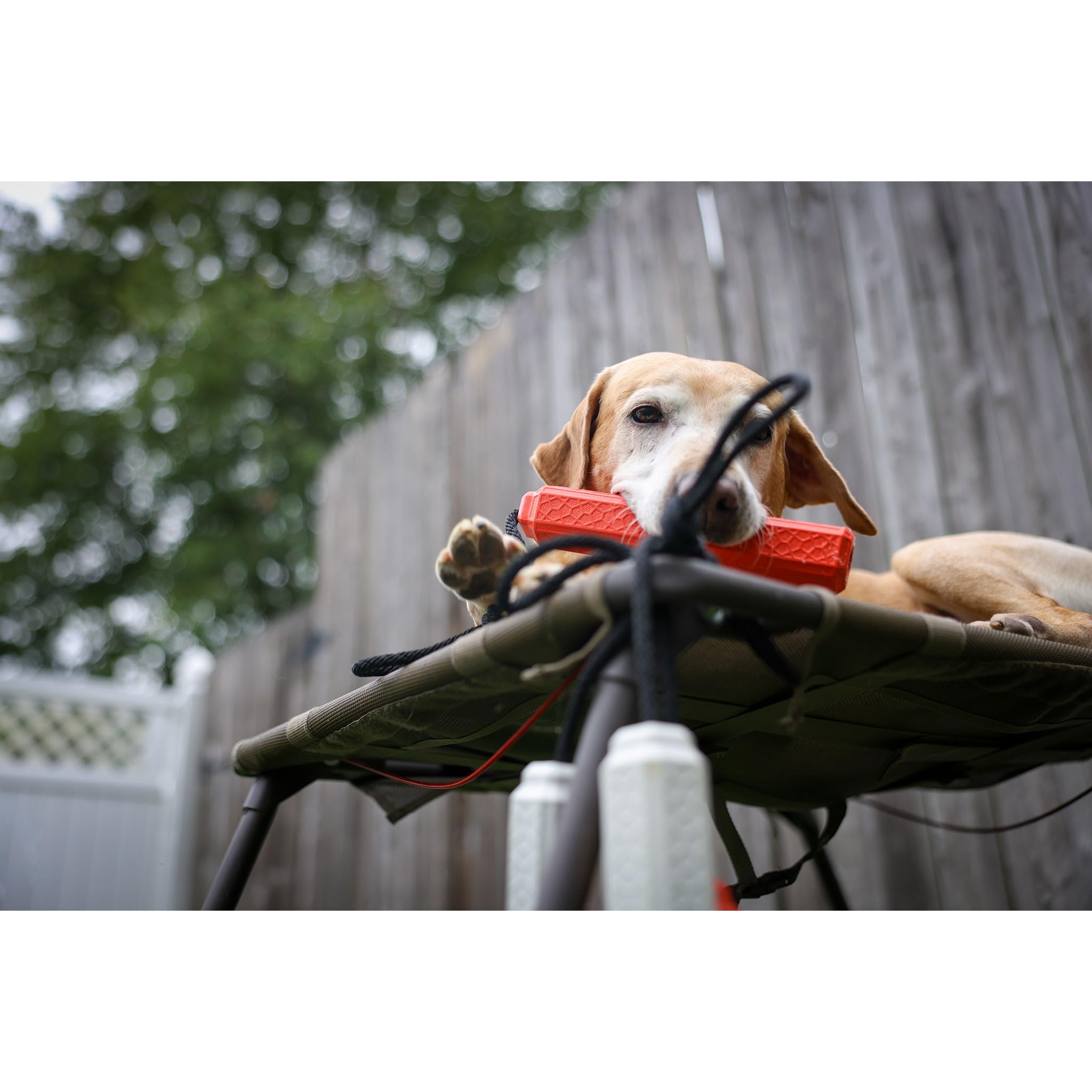 Momarsh Final Stand Adjustable Dog Training Platform - Elevated Pet Training System for Place, Agility & Steadiness | Perfect for Hunting Dogs, Obedience Training & Outdoor Exercises