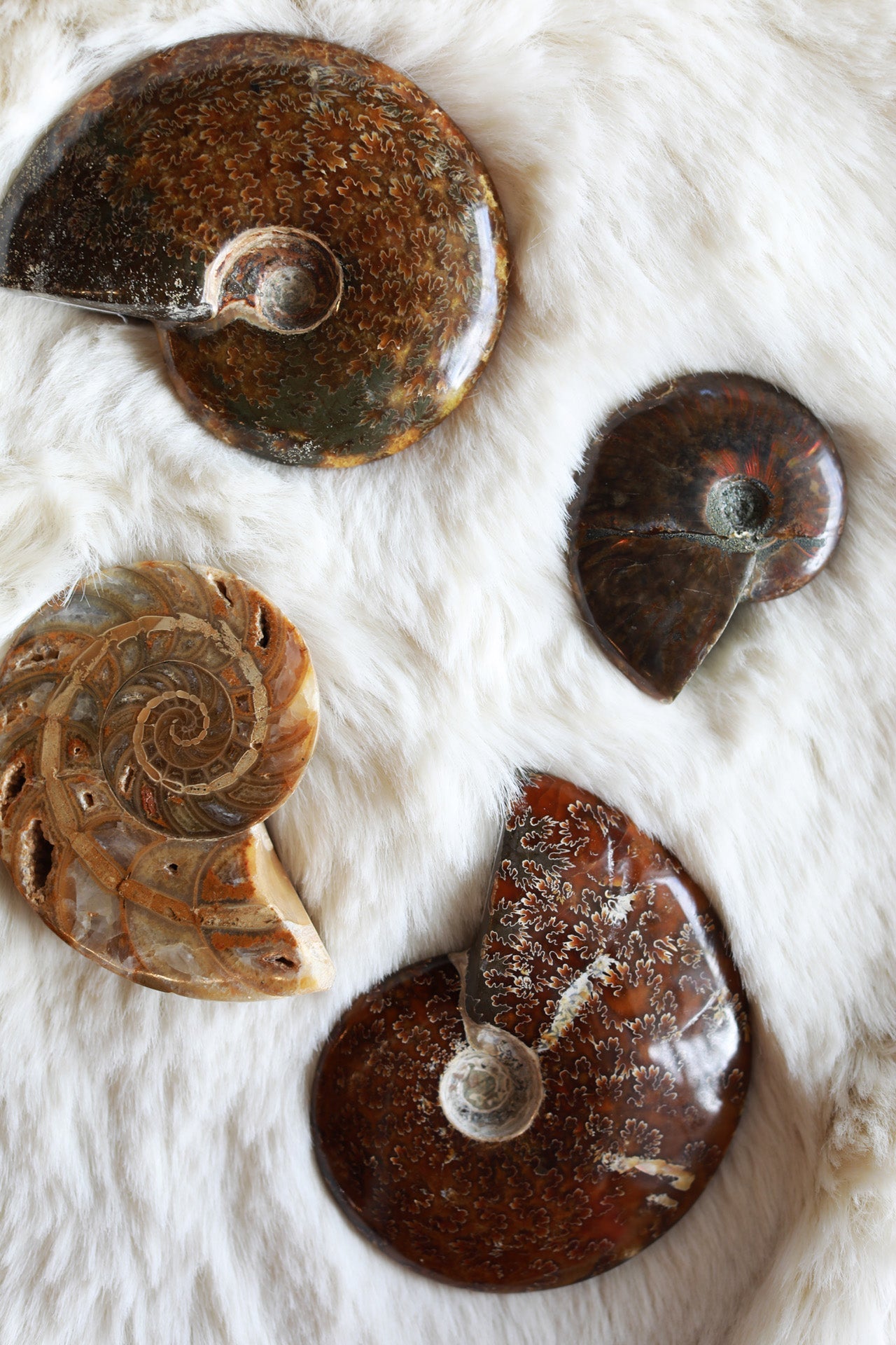 Authentic Ammonite Fossil Specimen - Natural Whole Ammonite Shell for Collectors, Home Decor & Gifts | Perfect for Geology Enthusiasts, Office Display & Educational Use