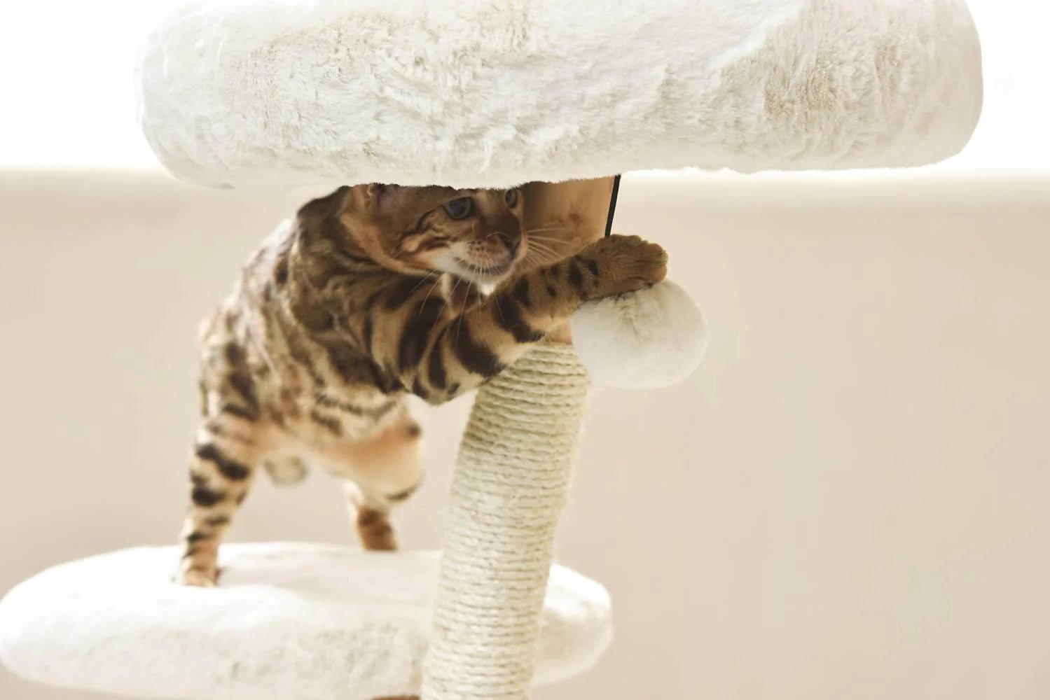 Premium Real Wood Cat Tree for Small Cats - Sturdy & Natural Climbing Perch for Kittens & Indoor Play - Perfect for Apartments & Small Spaces