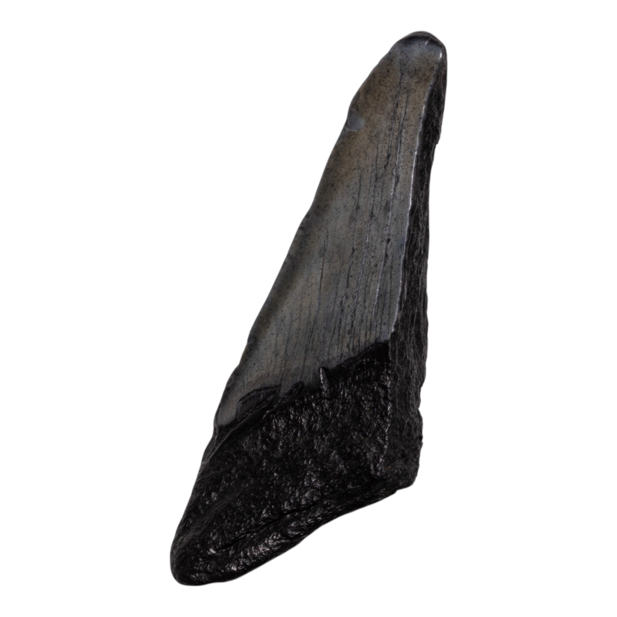 Authentic Megalodon Shark Tooth Fossil - Genuine Half Tooth Specimen for Collectors, Jewelry Making & Home Decor