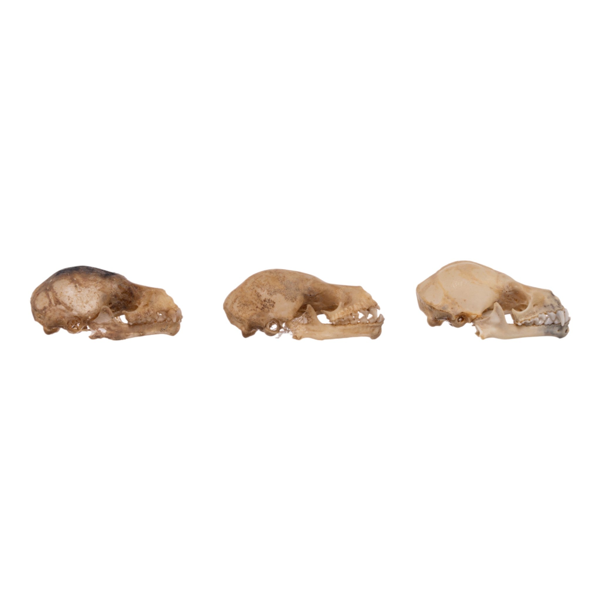 Authentic Seba's Short-Tailed Bat Skull Specimen - Real Bone Taxidermy for Science & Collectors | Perfect for Halloween Decor, Gothic Display & Biology Education