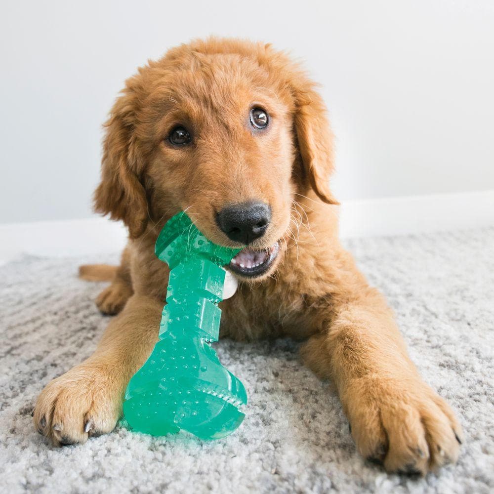 Squeezz® Dental Bone for Dogs - Natural Teeth Cleaning Chew Toy - Kong-Style Dental Chew for Fresh Breath & Healthy Gums - Perfect for Aggressive Chewers & Puppy Teething Relief