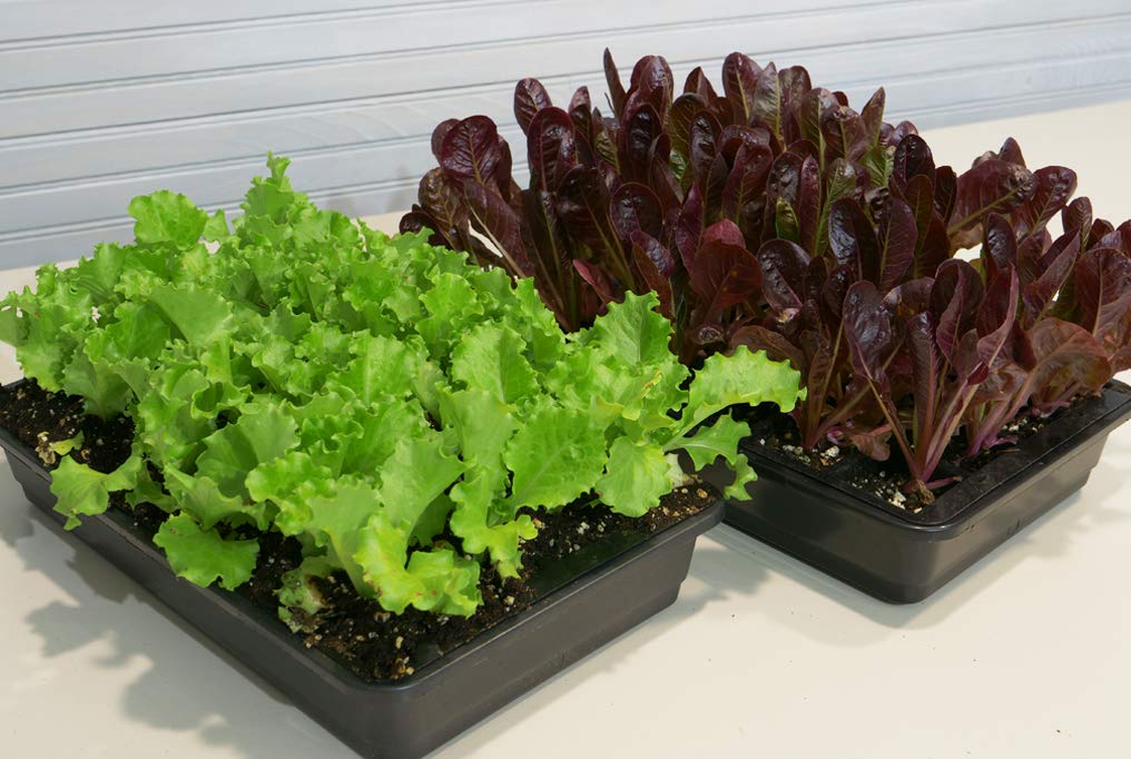 Hoss 48-Cell Seed Starting Kit with Trays, Domes, Nutrient-Rich Soil, Fertilizer & Plant Labels – Perfect for Indoor Gardening, Greenhouses & Homegrown Vegetables