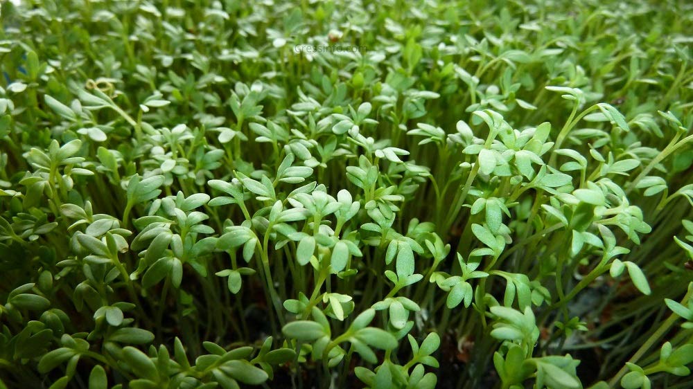 Cool Beans N Sprouts Curled Cress Seeds - 500 Count Pack for Home Gardening | Perfect for Salads, Sandwiches & Microgreen Cultivation
