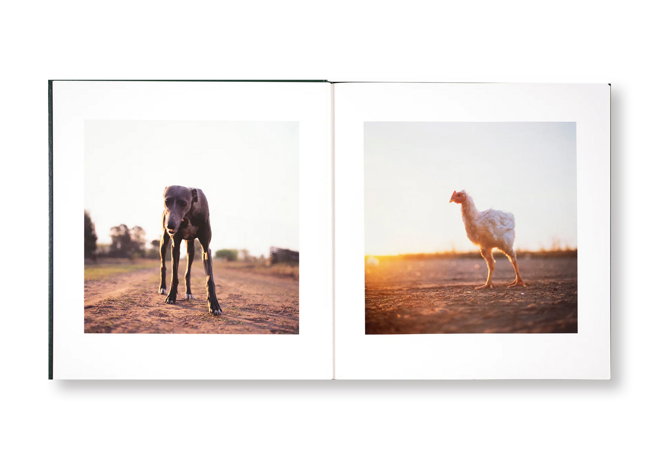 ON THE SIXTH DAY by Alessandra Sanguinetti - Photography Book, Art Book, Contemporary Photography - Perfect for Art Lovers, Photography Enthusiasts, and Coffee Table Decor