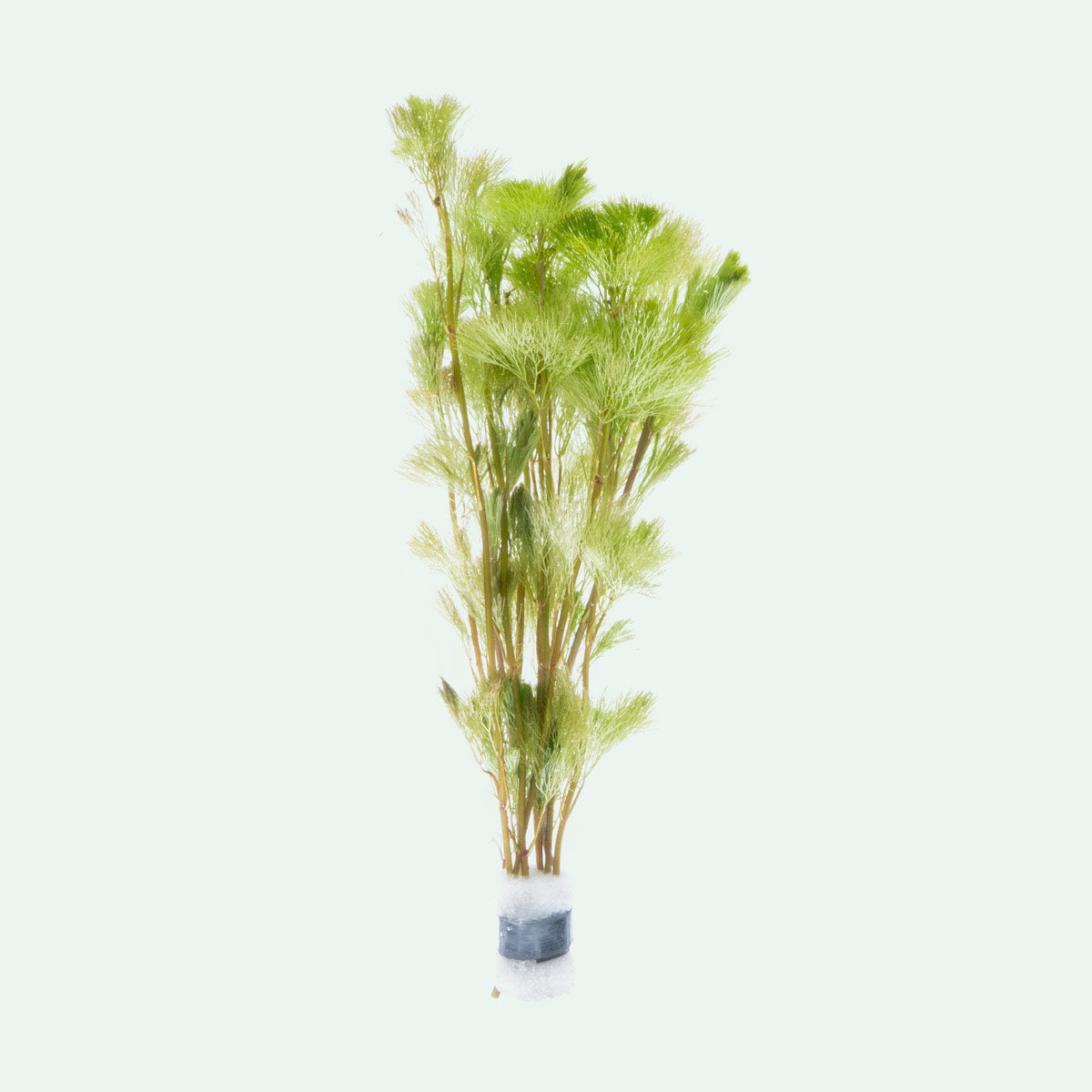 Cabomba Aquatica - Live Aquatic Plant for Freshwater Aquariums | Perfect for Fish Tanks, Ponds & Aquascaping | Enhances Water Quality & Provides Natural Habitat