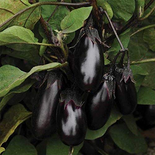 Money Maker 2 Hybrid Eggplant Seeds - High Yield 8oz Black Eggplants (10 Seeds) for Home Gardening, Organic Farming & Fresh Cooking