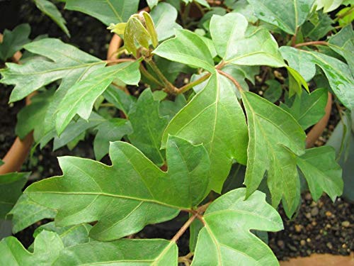Grape Ivy (Cissus Rhombifolia) - 5 Live Plants in 4 Inch Pots - Easy Care Indoor Houseplant Vine for Home Decor, Office & Hanging Baskets