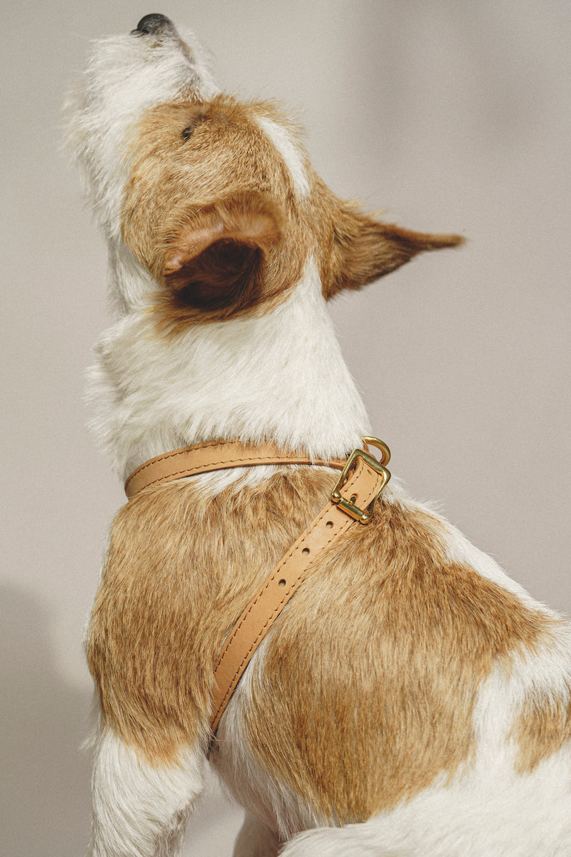 Premium Leather Dog Harness for Small to Medium Dogs - Adjustable & Durable Pet Harness for Walking, Training & Outdoor Adventures