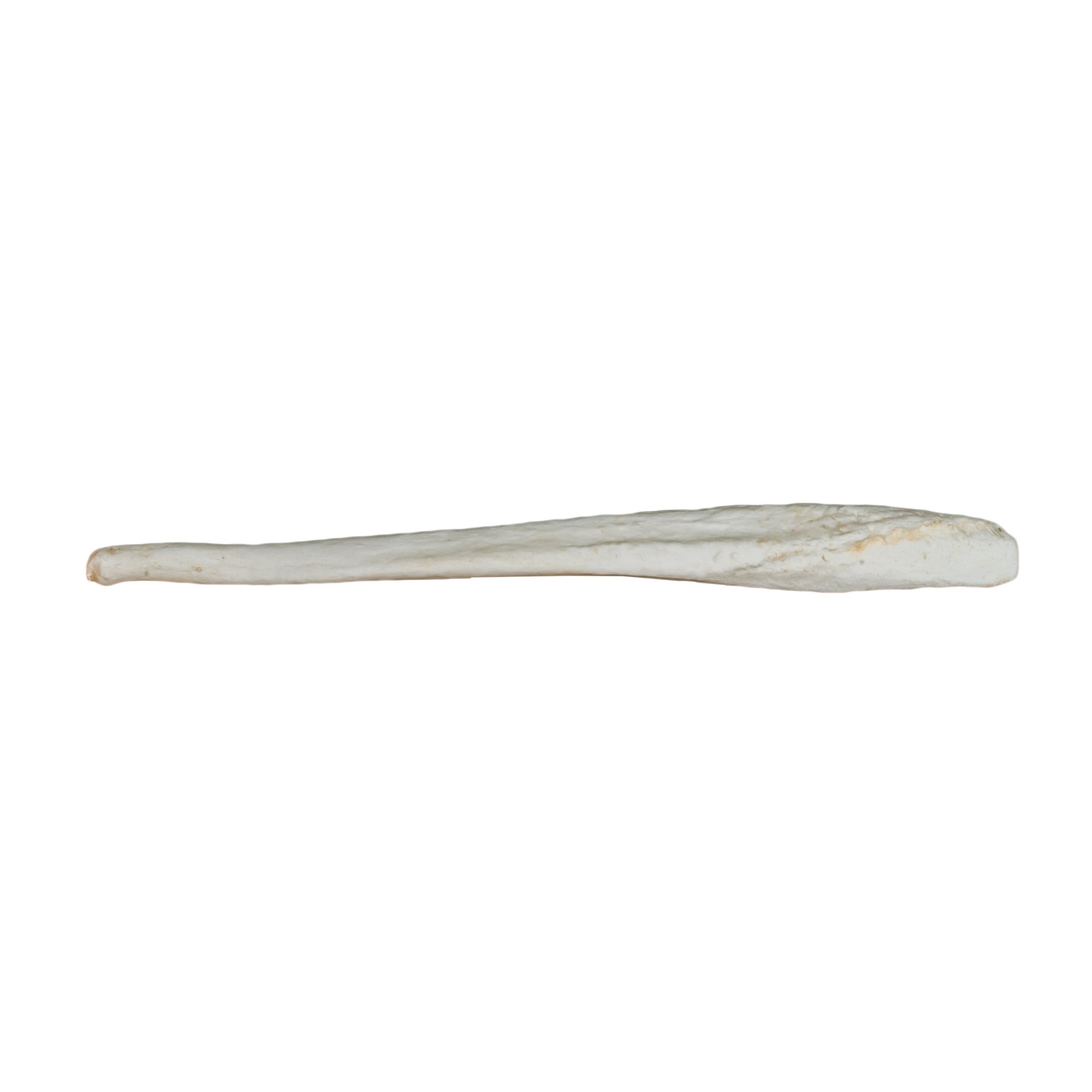 Authentic Replica Grizzly Bear Kodiak Baculum - Realistic Wildlife Collectible for Home Decor, Taxidermy Display & Educational Use
