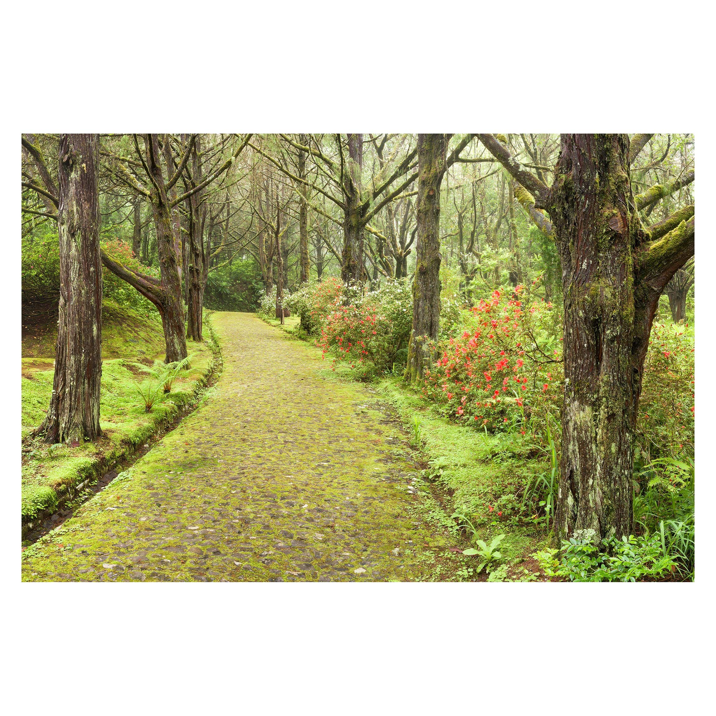 Self-Adhesive Removable Wallpaper - Moss Covered Road Landscape Design (88