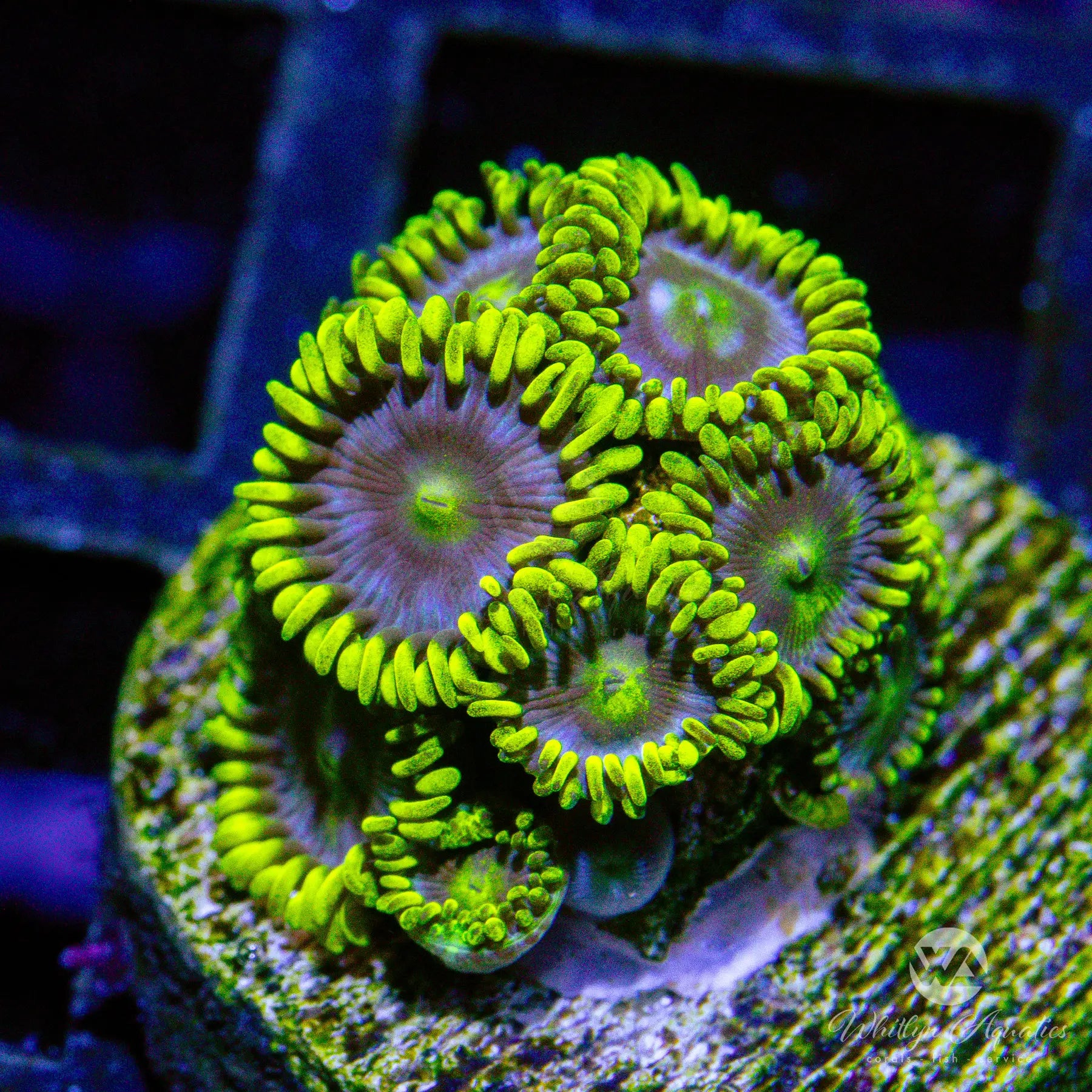 D23 WA Smurfette Zoa Coral - WYSIWYG Live Coral for Saltwater Aquariums | Perfect for Reef Tanks & Marine Aquascaping