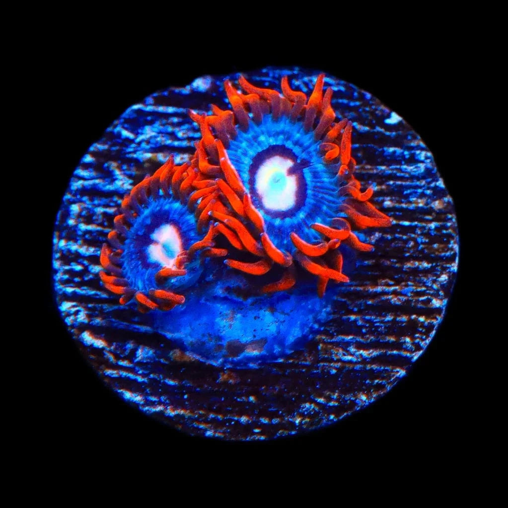 Fire and Ice Zoanthid Coral for Saltwater Aquariums - Vibrant Coral for Reef Tanks & Marine Displays