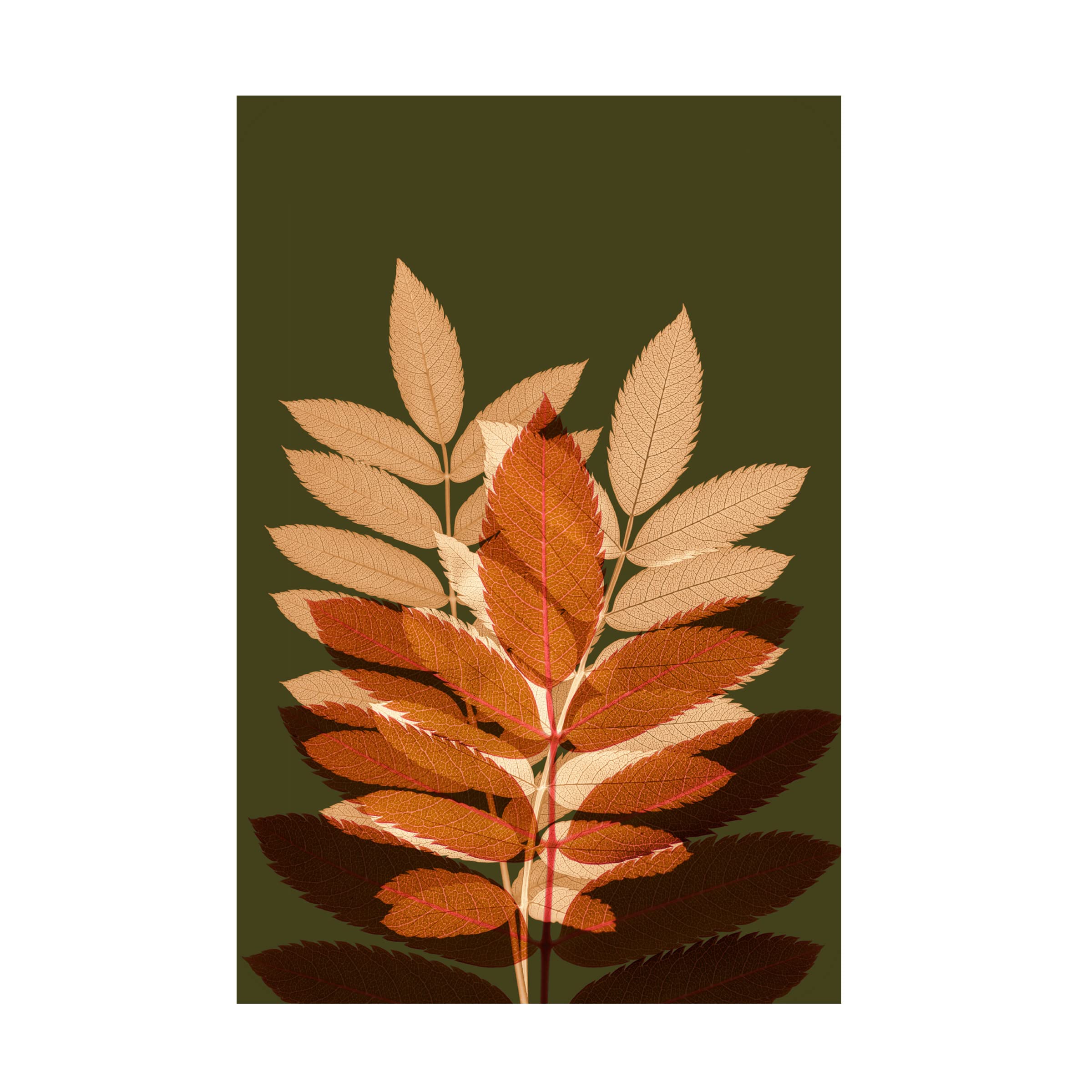 Fall Leaves 4 Canvas Wall Art Print by Ian Winstanley - Modern Nature Landscape Painting for Living Room, Bedroom & Office Decor