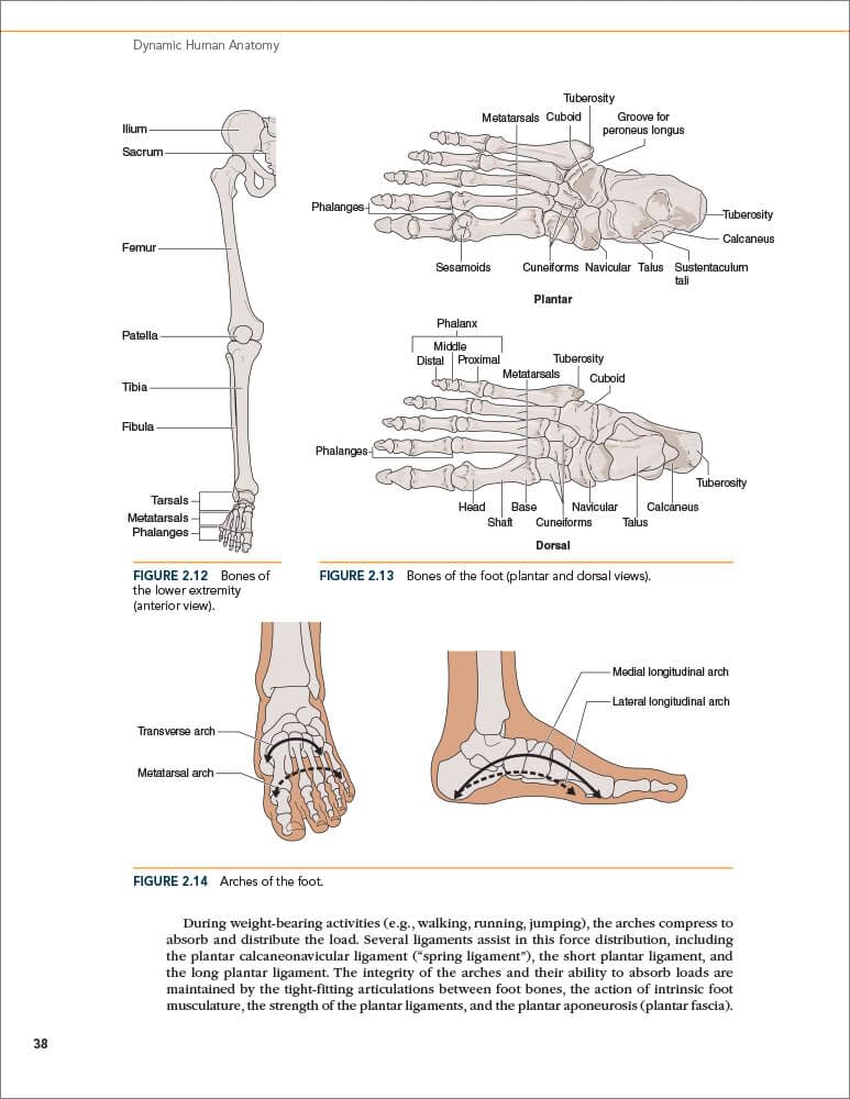 Dynamic Human Anatomy - Comprehensive 3D Study Guide for Medical Students & Artists | Perfect for Anatomy Classes, Art Reference & Healthcare Education