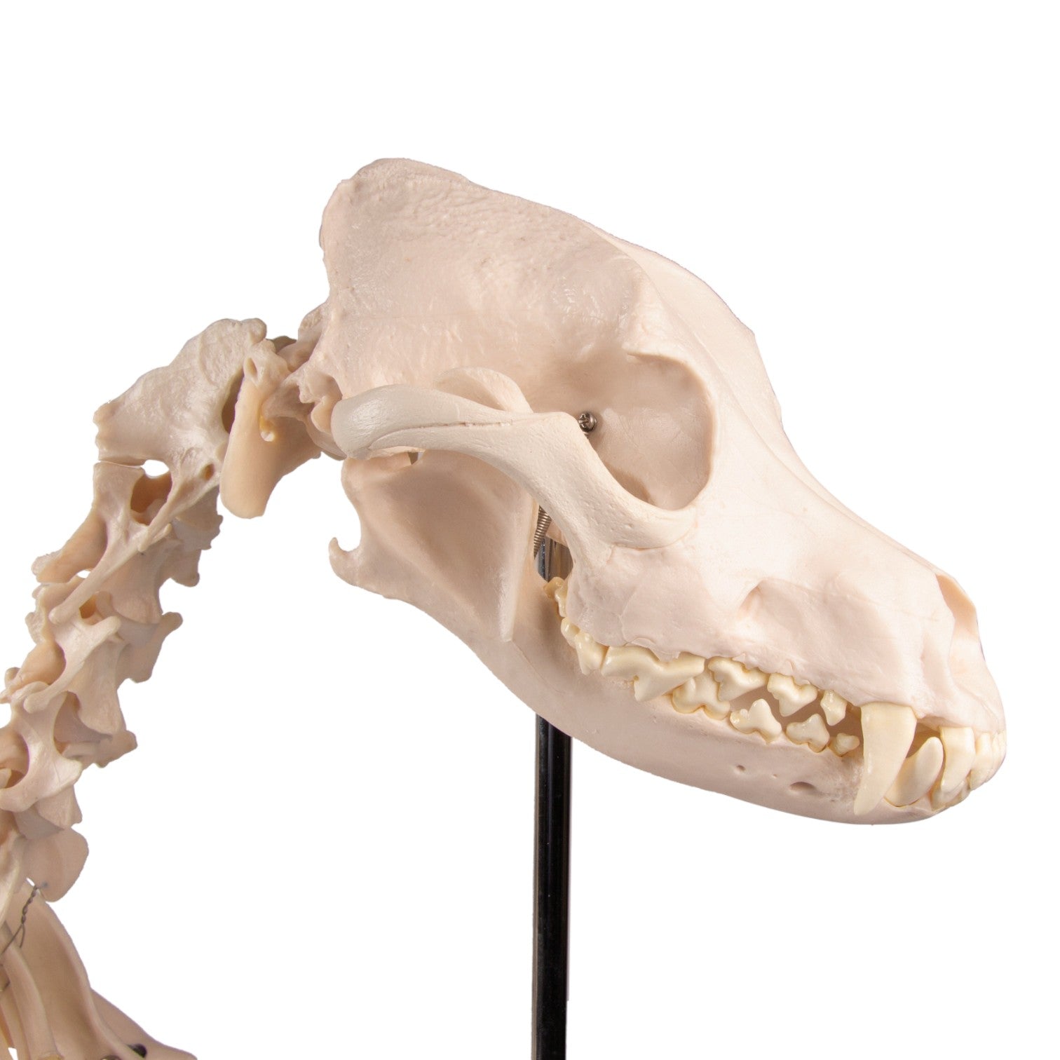 Realistic Replica Dog Skeleton Olaf - Halloween Pet Costume & Home Decor for Spooky Parties, Themed Events, and Veterinary Education