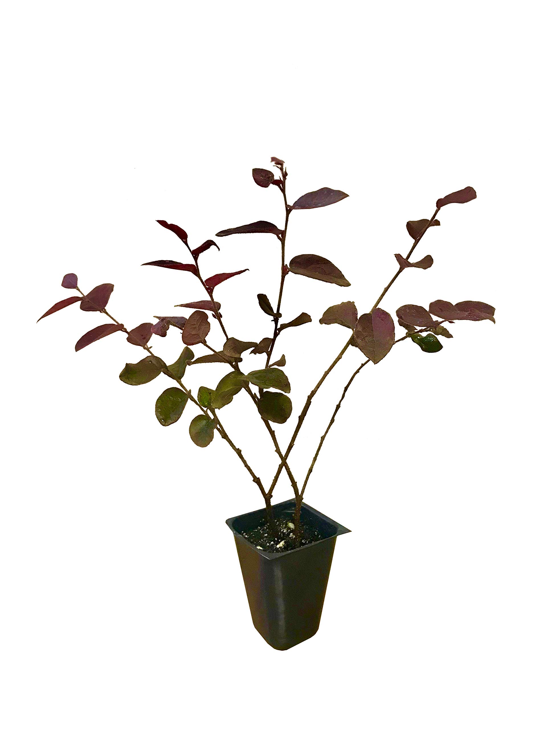 Loropetalum Chinese Fringe Flower 'Plum Delight' - 40 Live Flowering Plants for Landscaping, Garden Borders & Outdoor Decor