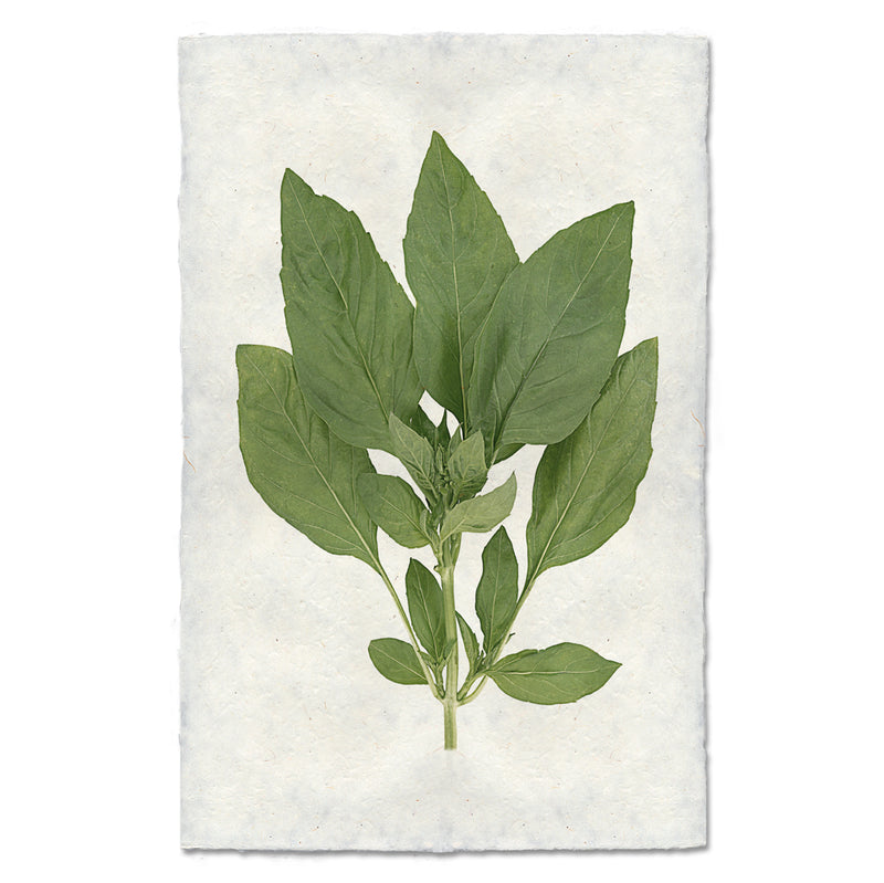 Basil Art Print - Botanical Wall Decor for Kitchen, Dining Room & Home - Perfect for Herb Lovers & Farmhouse Style
