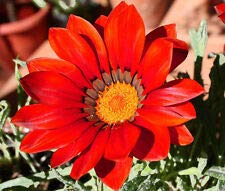 Gazania KISS Frosty RED Gazania Rigens Seeds - 200 Bulk Lulu Certified Flower Seeds for Garden, Landscaping & Container Planting