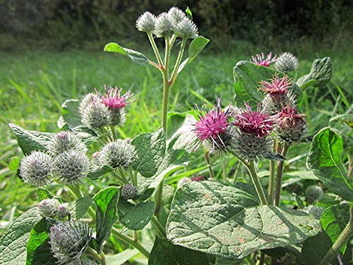 Arctium Tomentosum Downy Burdock Woolly Burdock - 20x30 Inch Laminated Botanical Poster with Vibrant Colors & Detailed Imagery - Perfect for Home Decor, Classroom Display & Herbal Education
