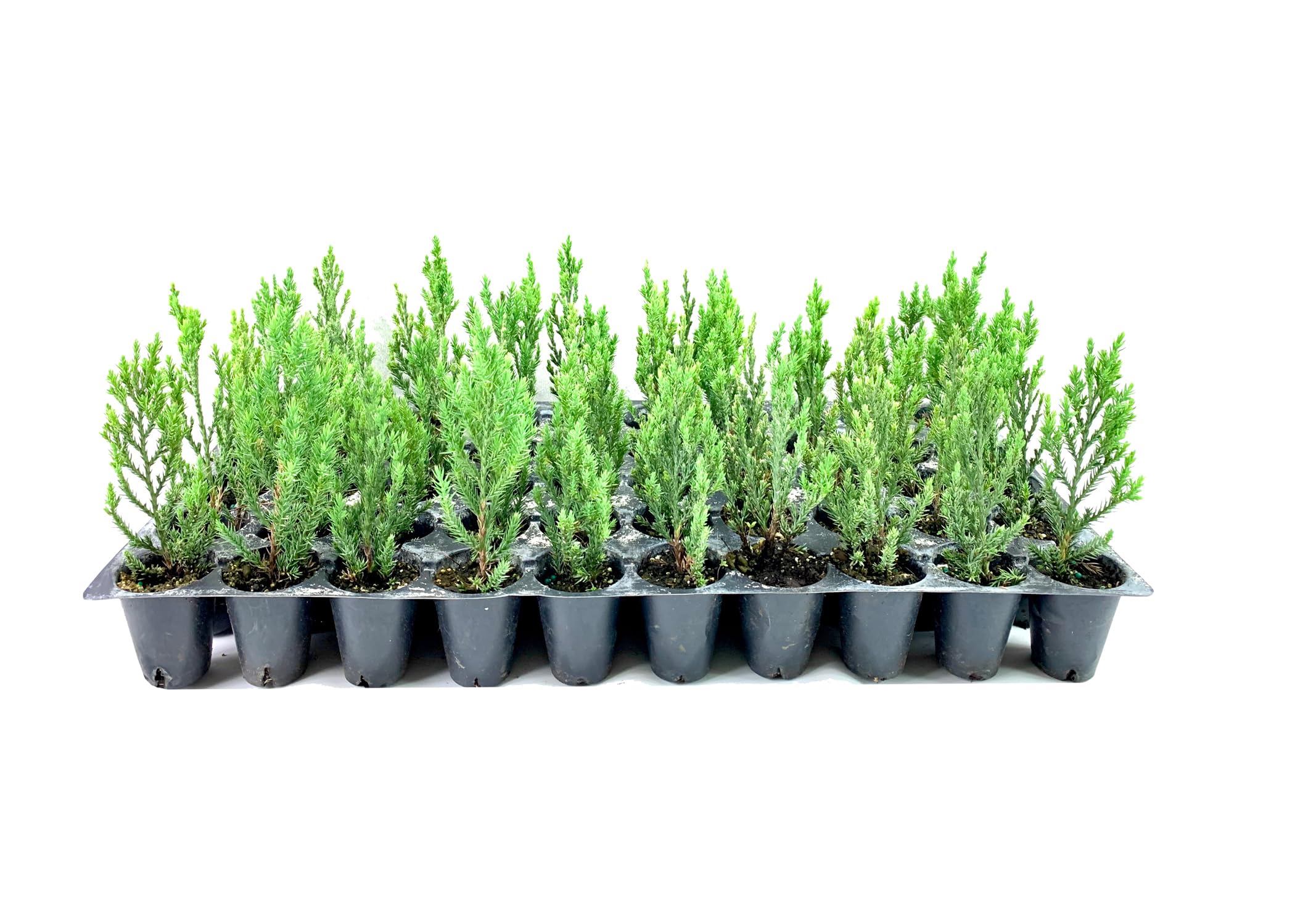 Blue Point Juniper Trees - 20 Live Evergreen Plants (Juniperus Chinensis) for Privacy Screening - Perfect for Landscaping, Hedges & Garden Borders