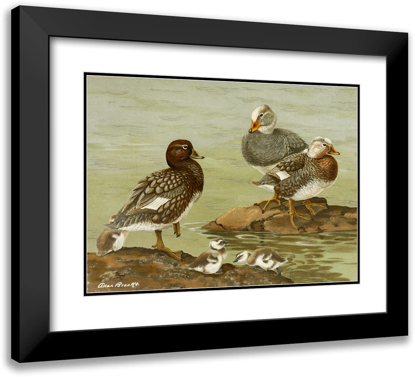 Allan Brooks 18x14 Black Modern Frame with Double Matted Museum Art Print - Steamer Duck (1922-1926) | Vintage Wildlife Wall Decor for Living Room, Office & Gallery Display