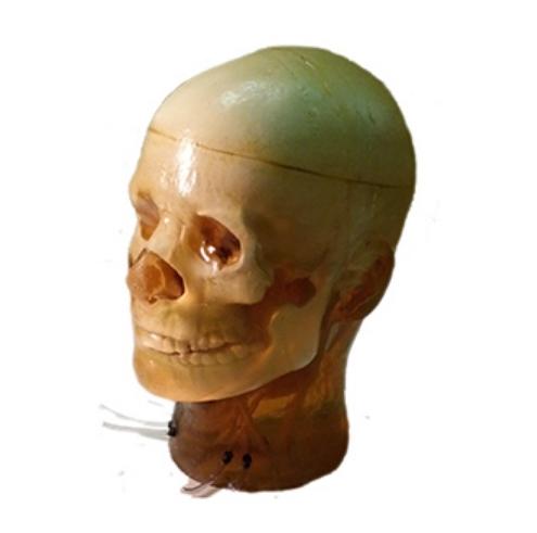 High-Quality Dynamic Adult Head Phantom for Ultrasound, MRI & CT Scans - Perfect for Medical Training & Diagnostic Equipment Testing