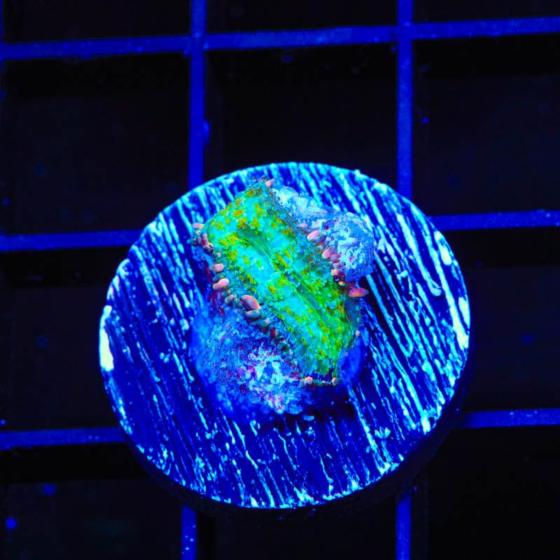 Frankenstein Bounce Mushroom Coral for Saltwater Aquariums - Vibrant LPS Coral for Reef Tanks & Marine Displays