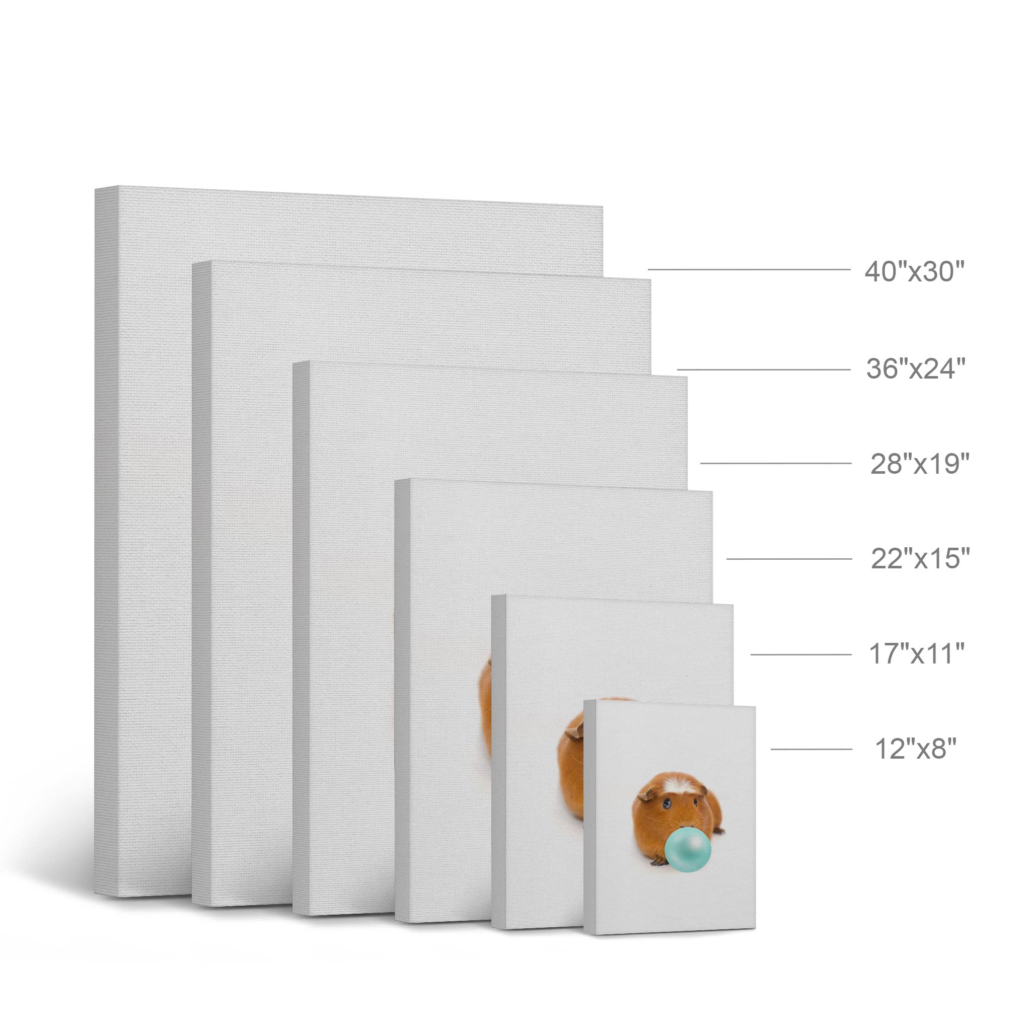 Fluffy Guinea Pig Chewing Bubble Gum Canvas Wall Art Print - 36x24 | Pet Lover Gift, Rodent Portrait, Animal Decor for Living Room, Bedroom & Nursery | Perfect for Guinea Pig Enthusiasts & Kids' Rooms