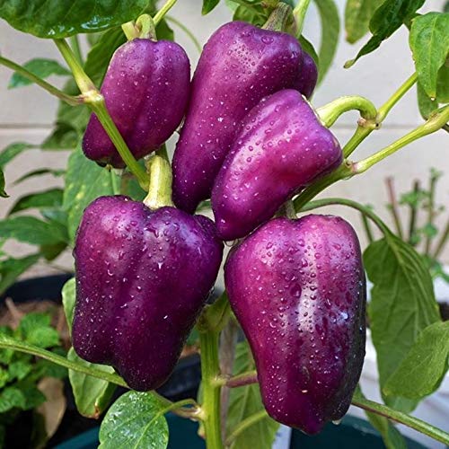 Organic Non-GMO Purple Heirloom Sweet Bell Pepper Seeds - Perfect for Home Gardening, Vegetable Patches & Sustainable Farming