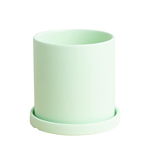 Mint With Saucer