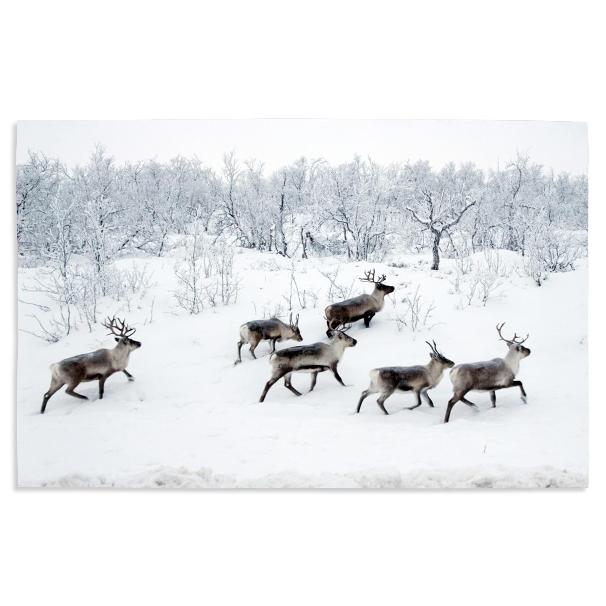 Reindeer in Snow - 16x24 Giclee Art Print, Vivid Textured Wall Decor for Living Room, Bedroom & Office - Premium Gallery Quality Wildlife Winter Scene
