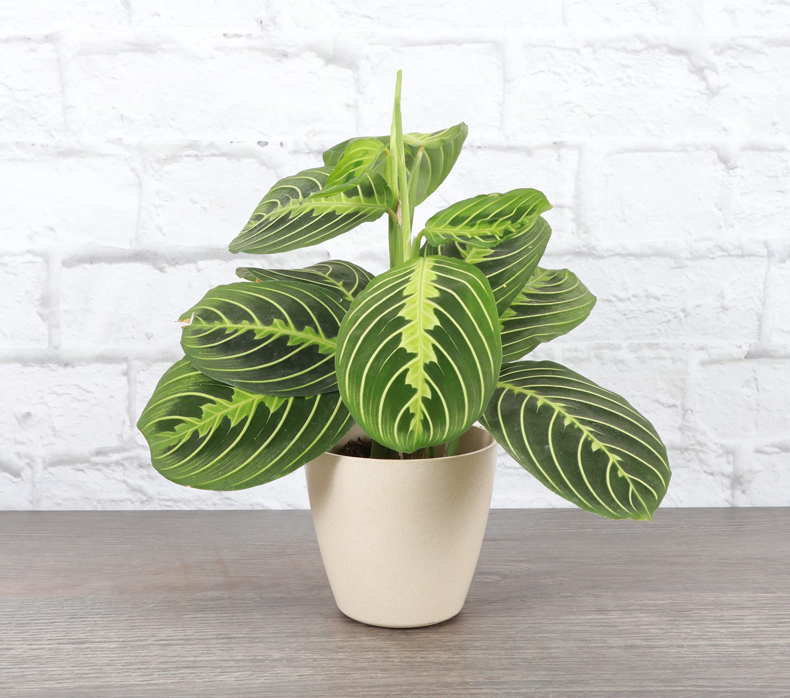 Thorsen's Greenhouse Lemon Lime Prayer Plant (Maranta Leuconeura) - 10 Inch Live Indoor Houseplant in Biodegradable Pot - Perfect for Home Office Decor, Low Light Spaces & Air Purification