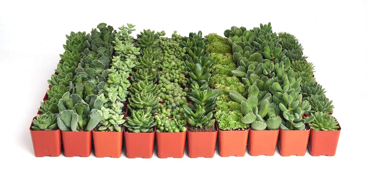 Live Mini Succulent Plants Bulk Pack of 100 - Low Maintenance Green Succulents with Mixed Textures - Perfect for Wedding Favors, Party Gifts, Home Decor & Garden Planting - Easy Care Indoor/Outdoor Plants for Office Desk, Centerpieces & DIY Projects
