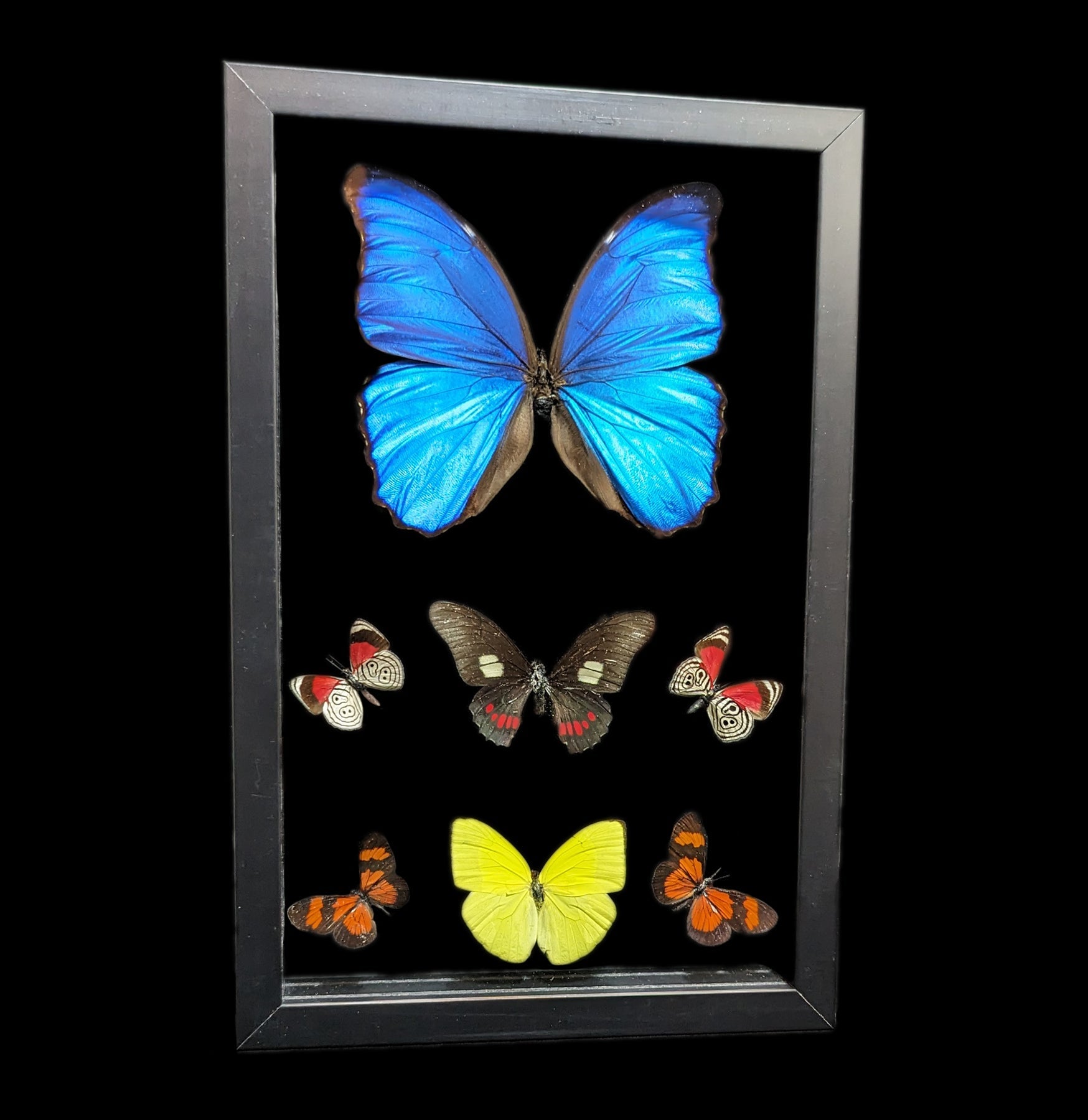 Double Glass Framed Morpho Butterfly Display with 6 Specimens - Perfect for Home Decor, Nature Lovers & Entomology Collections