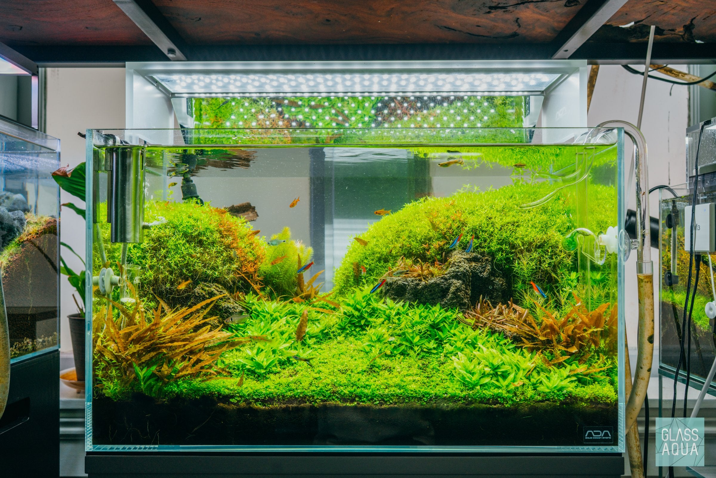 Micranthemum Micranthemoides Aquatic Plant for Freshwater Aquariums - Perfect for Aquascaping, Fish Tanks, and Nano Tanks