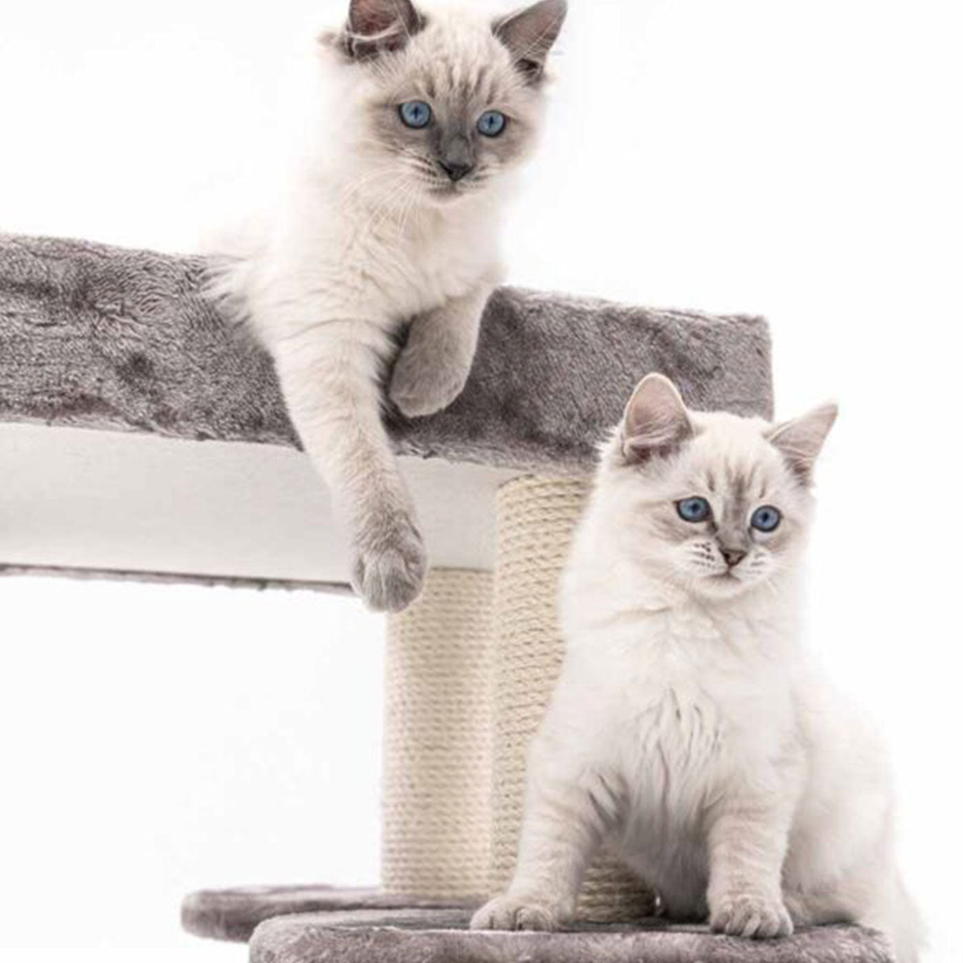 Little Rebels Tucson 61cm Cat Tree - Premium Scratching Post with Perch & Condo for Indoor Cats - Perfect for Play, Rest & Climbing in Small Spaces