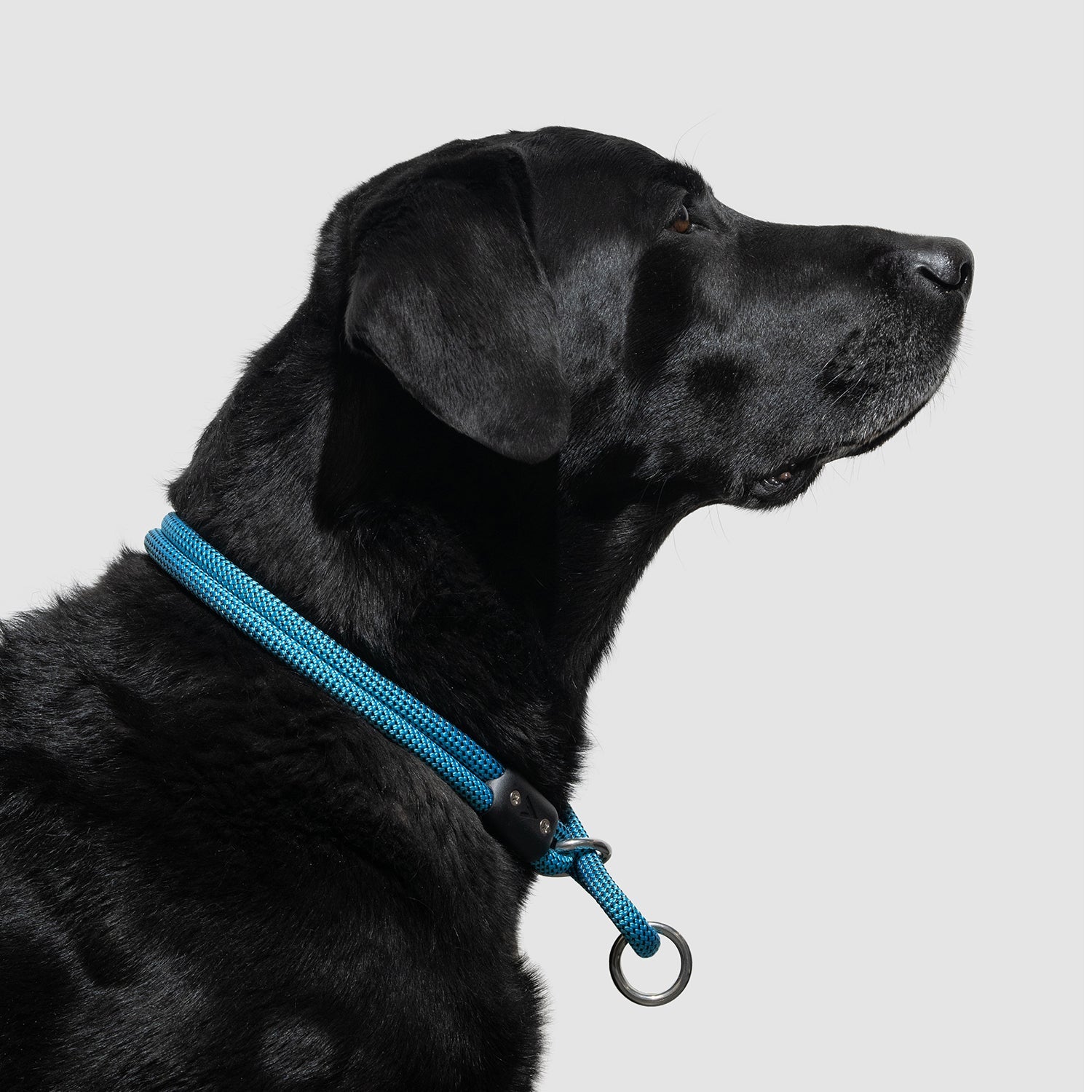 Lifetime Slip Collar for Dogs - Adjustable Nylon Training Collar with Quick-Release Buckle - Perfect for Obedience Training, Walking & Outdoor Adventures