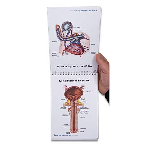 Blue Tree Publishing Male Reproductive System Anatomy Charts - Desk Flip Chart & Model for Medical Students, Doctors & Educators - Perfect for Classrooms, Clinics & Study Sessions
