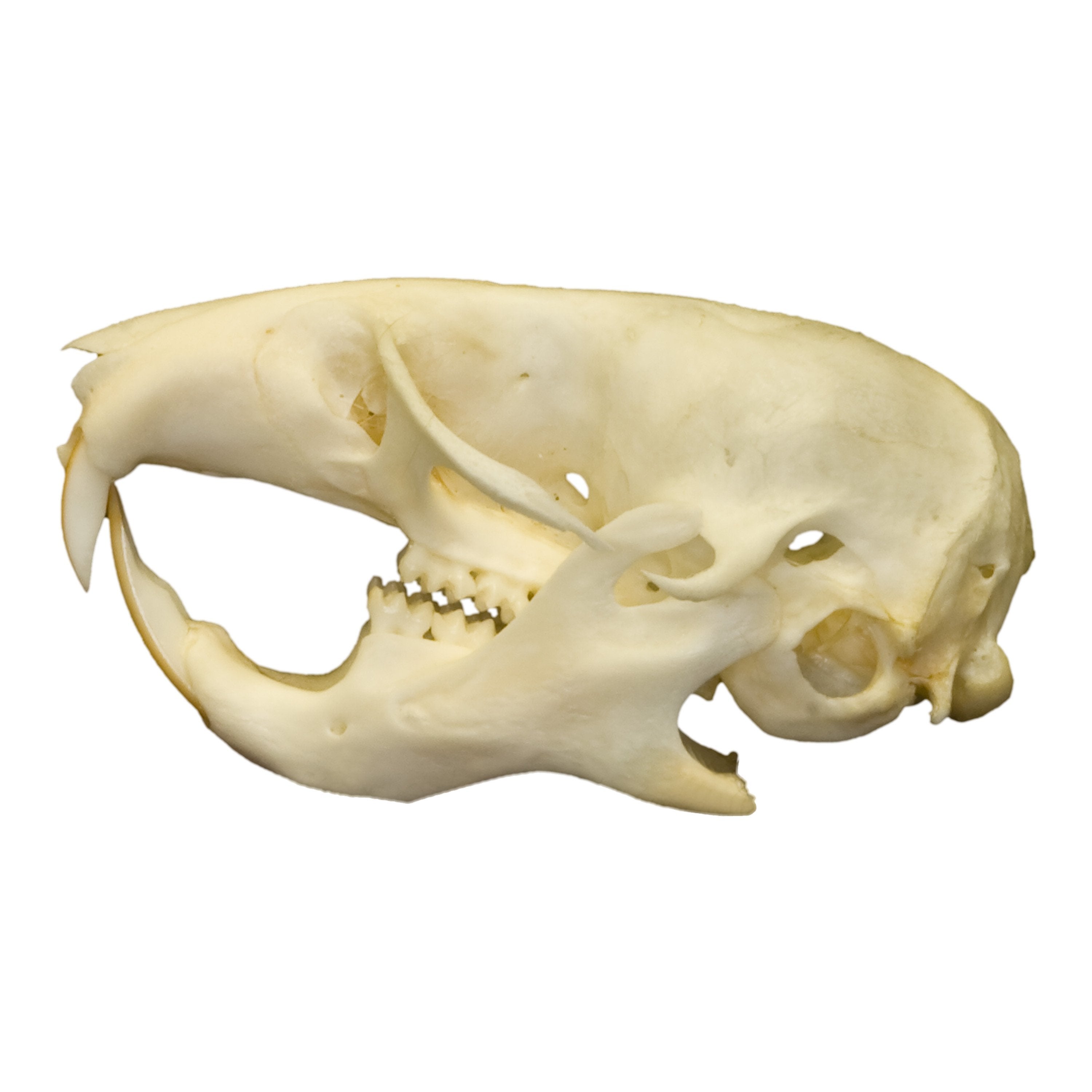 Real Hamster Skull - Authentic Animal Specimen for Science Study, Taxidermy & Oddity Collectors - Perfect for Biology Classrooms, Gothic Decor & Curiosity Cabinets