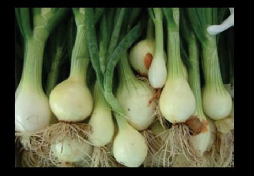 Nebuka Evergreen Bunching Onion Seeds - Rare Japanese White Variety (25-1000 Seeds) | Bulk Pack for Home Gardening & Asian Cuisine