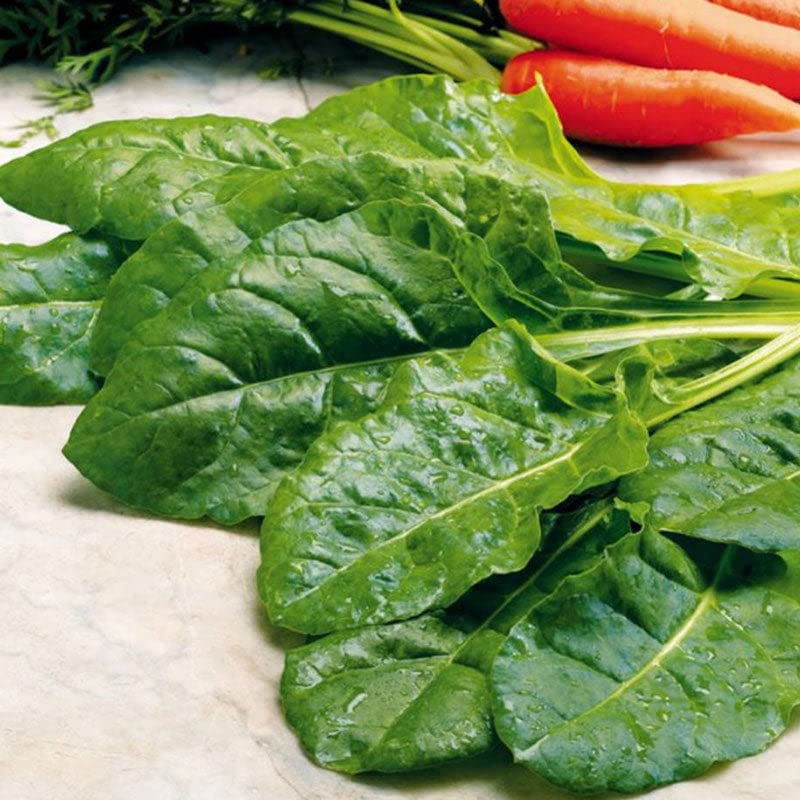 Organic Swiss Chard Seeds - Heirloom Perpetual Spinach - 1 LB Non-GMO Vegetable Seeds for Fast Growing - Perfect for Container Gardening, Raised Beds & Home Vegetable Gardens