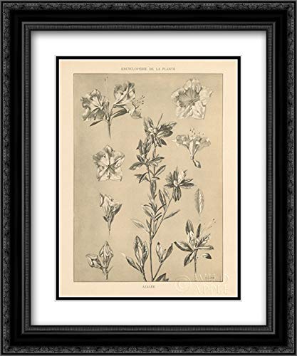 Wild Apple Portfolio 15x17 Inch Black Ornate Framed Floral Art Print - Double Matted Museum Quality Lithograph - Perfect for Living Room, Bedroom or Office Wall Decor