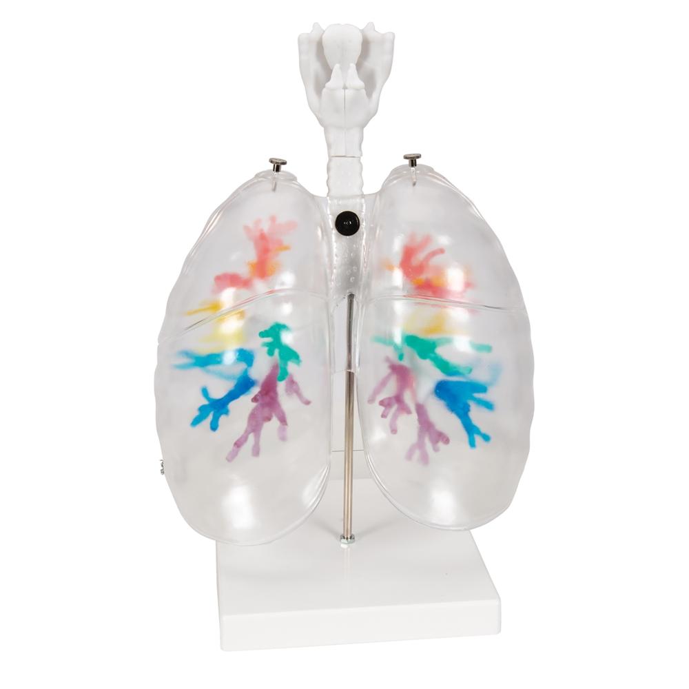 CT Bronchial Tree with Larynx & Transparent Lungs Model - Human Respiratory System Anatomy Model for Medical Students, Doctors & Educators - Perfect for Classroom Demonstrations & Medical Training
