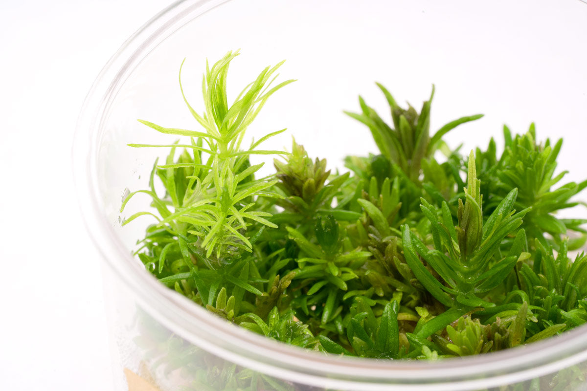 Pogostemon Erectus Live Aquarium Plant - Freshwater Aquatic Plants for Fish Tanks, Aquascaping & Nano Tanks - Perfect for Beginners & Shrimp Tanks