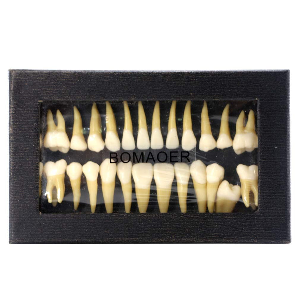 BOMAOER® 28-Piece 1:1 Dental Demonstration Model - Permanent Teeth Teaching Study Kit for Dentists & Students - Perfect for Dental Education, Training & Practice